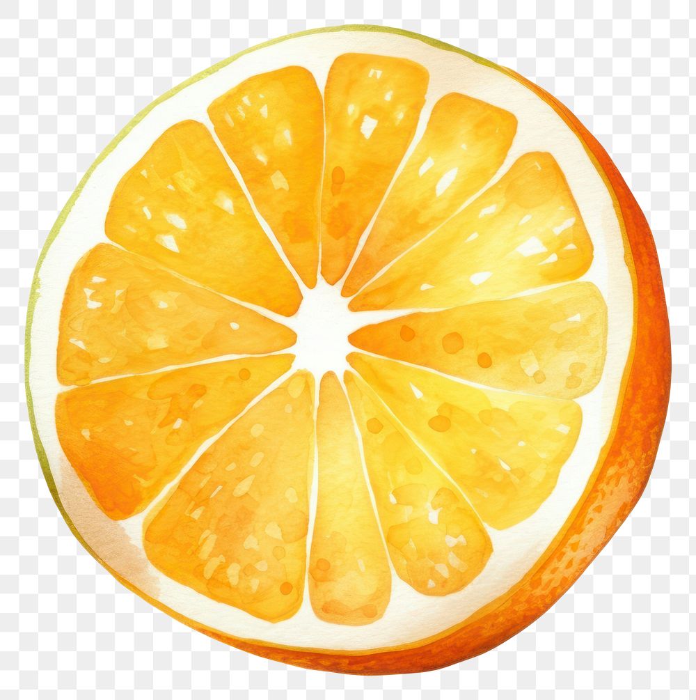 PNG Orange grapefruit lemon plant.