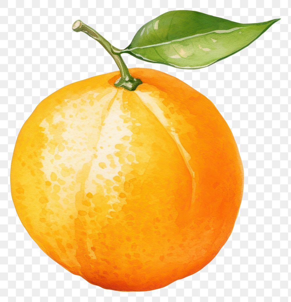 PNG Orange grapefruit plant food