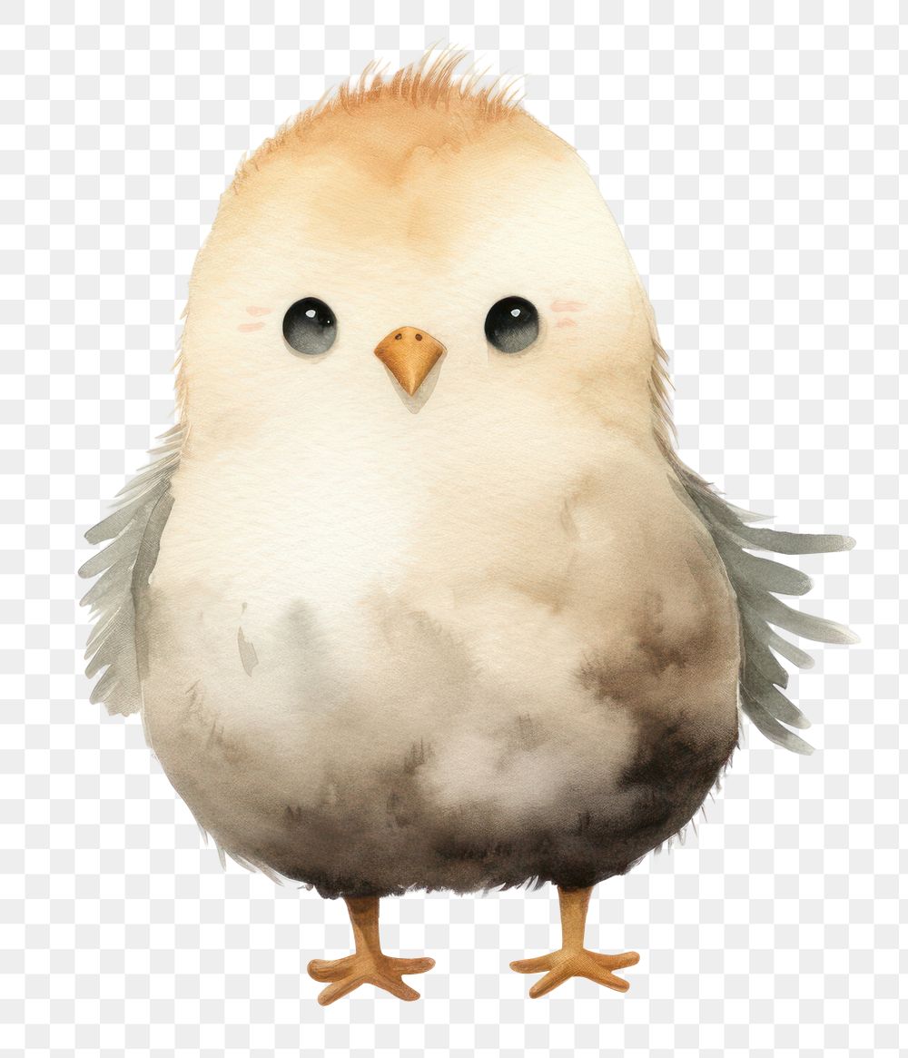 PNG  Chicken animal bird beak.
