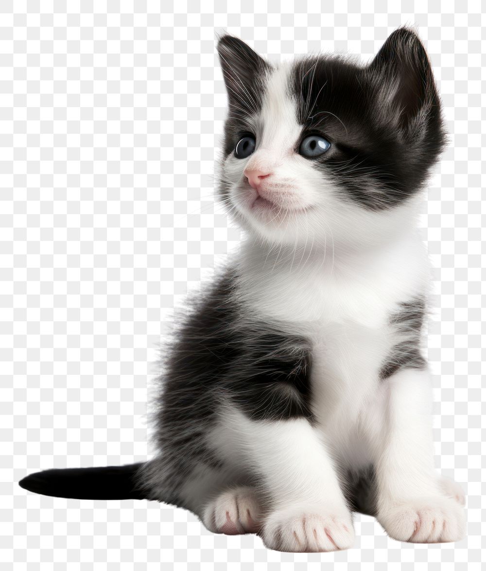 PNG Cute black and white kitten animal mammal cute.