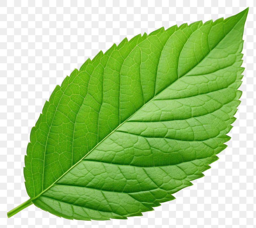 PNG Peppermint leaf plant herbs white background.