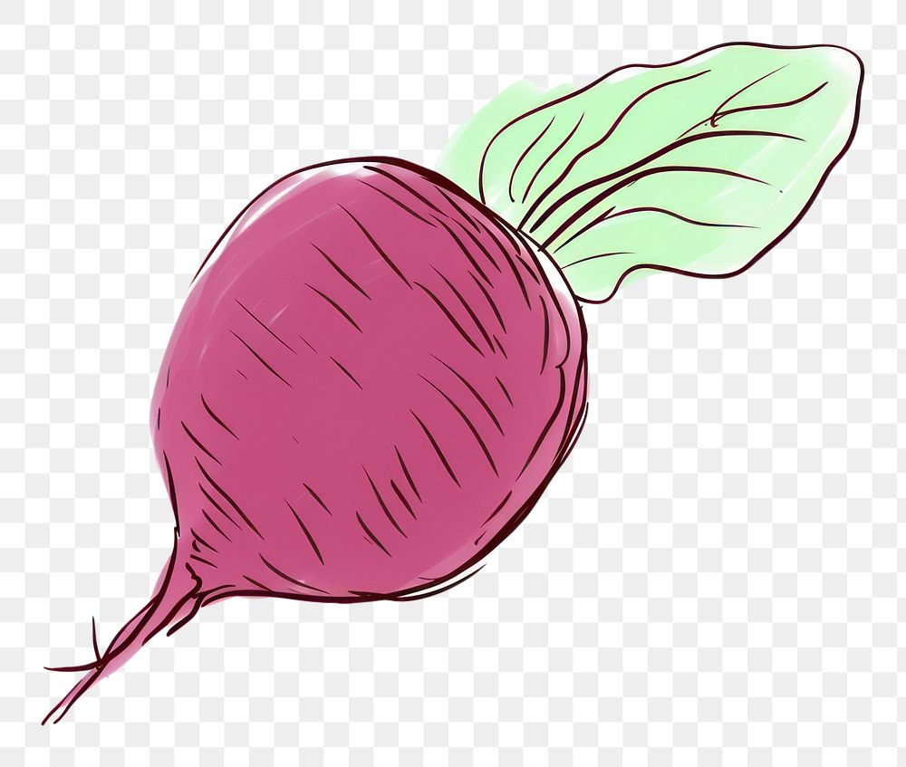 PNG Beetroot vegetable drawing radish.