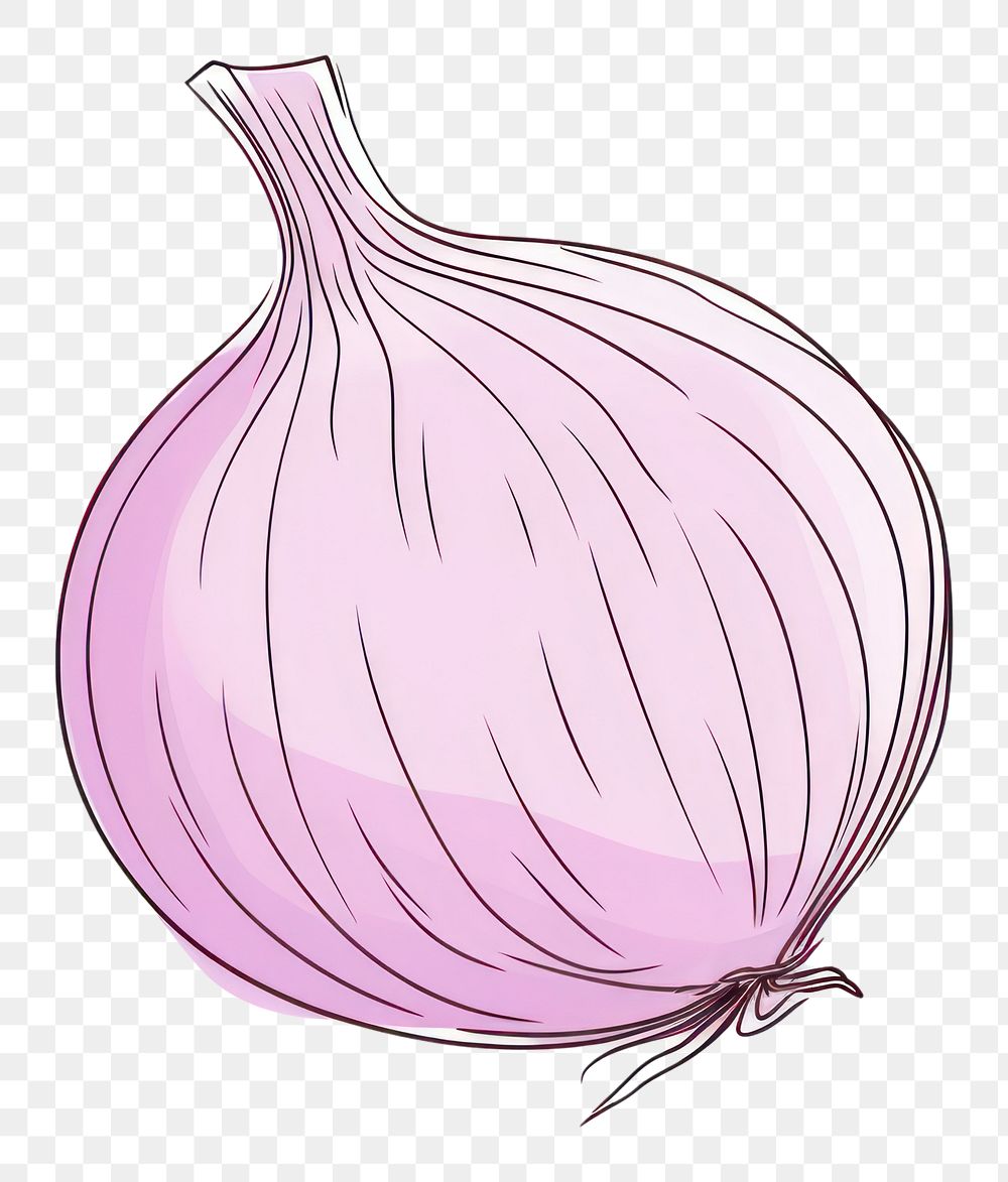 PNG Onion vegetable shallot drawing.