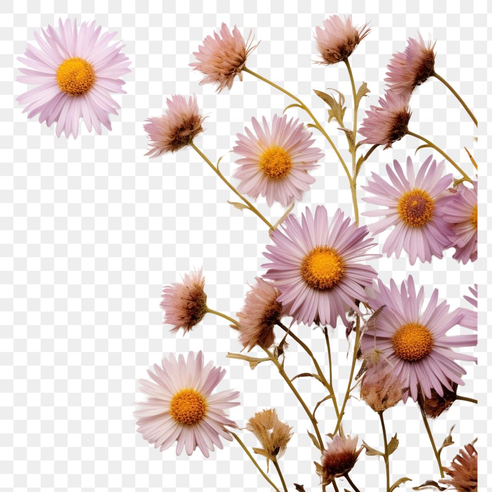 PNG  Real pressed aster flowers petal plant daisy.