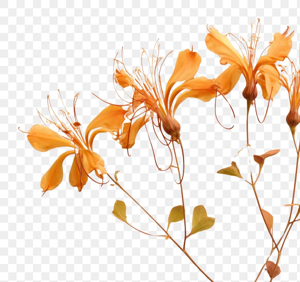 PNG  Real pressed honeysuckle flowers plant petal fragility.