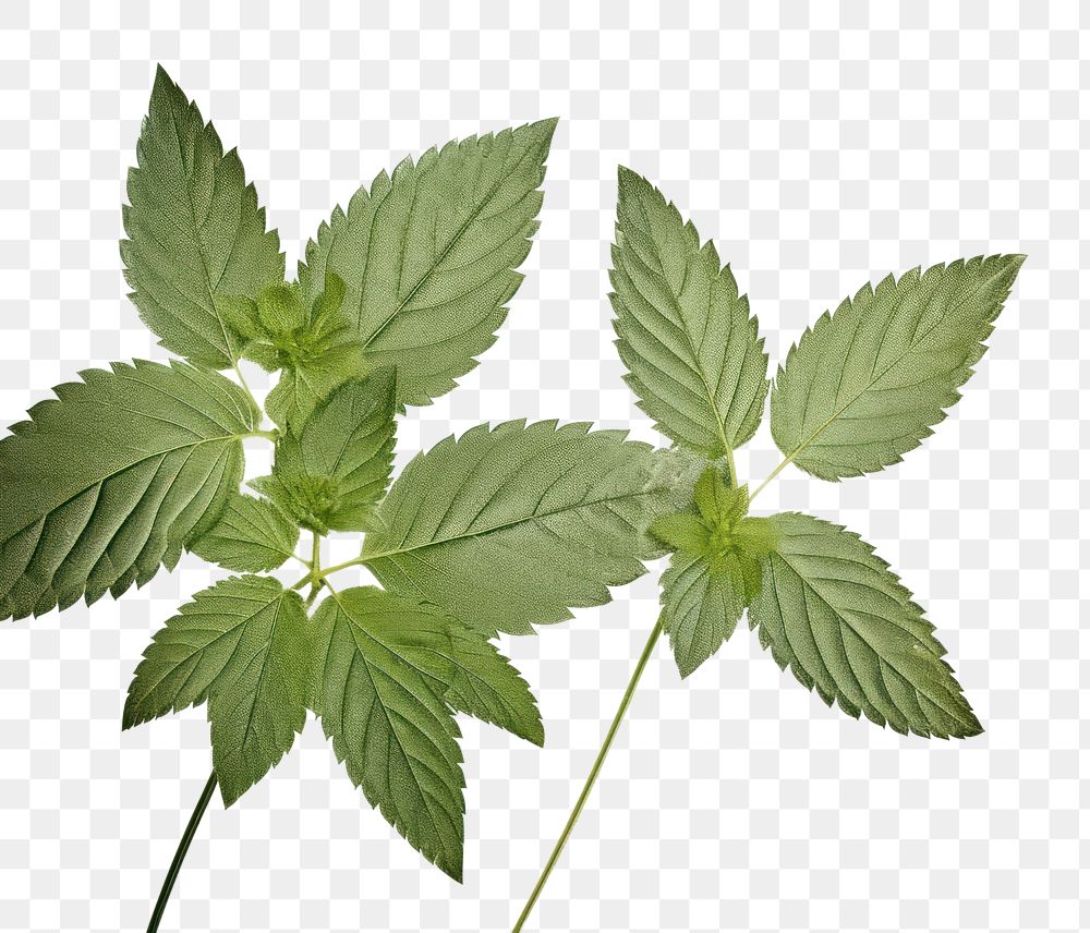 PNG  Real pressed mint leaves herbs plant leaf.