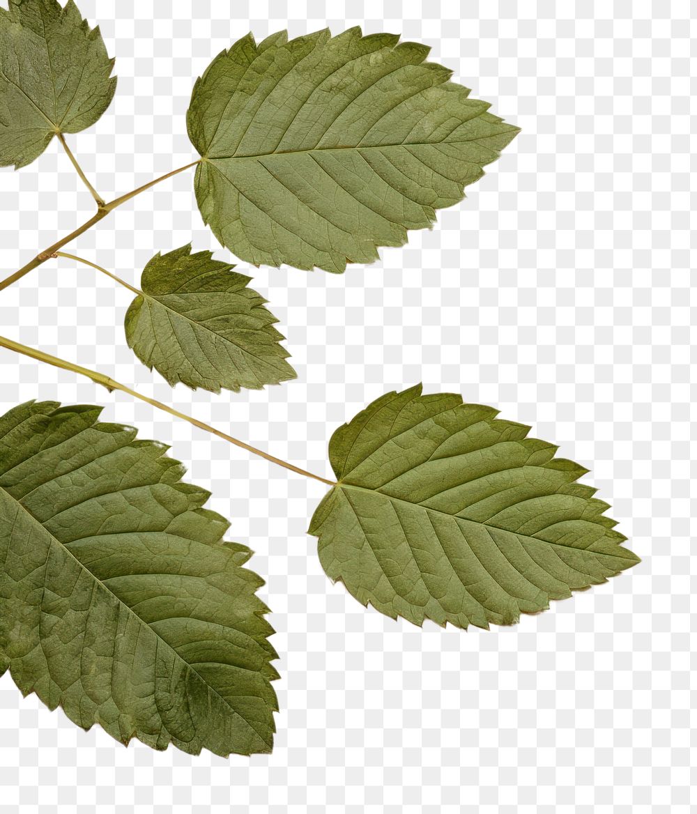 PNG  Real pressed mint leaves backgrounds textured plant.