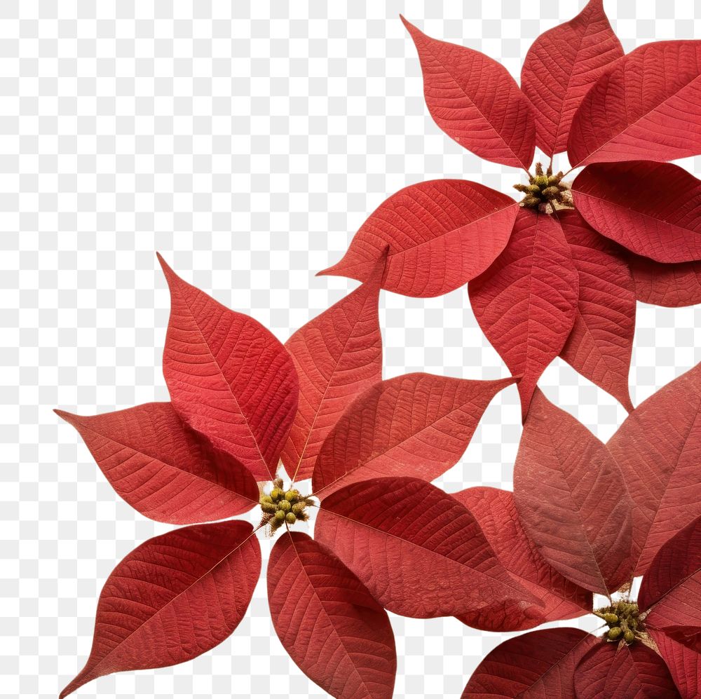 PNG  Real pressed poinsettia flowers petal plant paper.