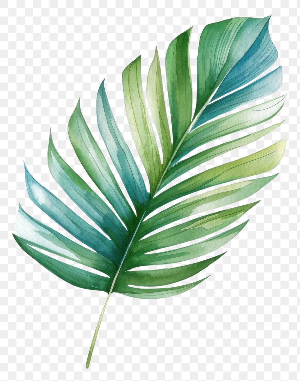 PNG Palm leaves plant leaf white background