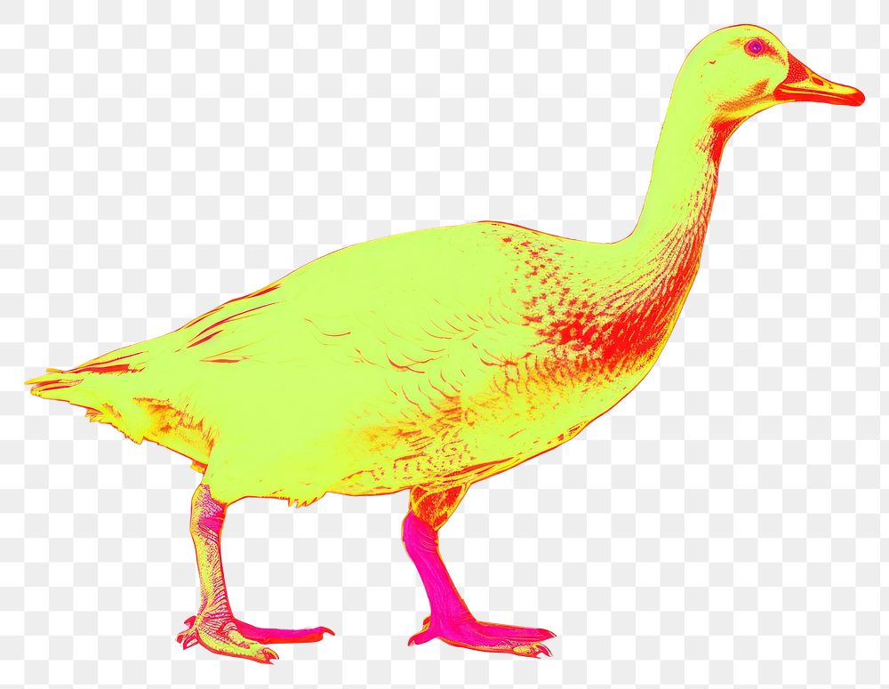 PNG  Goose animal bird beak.