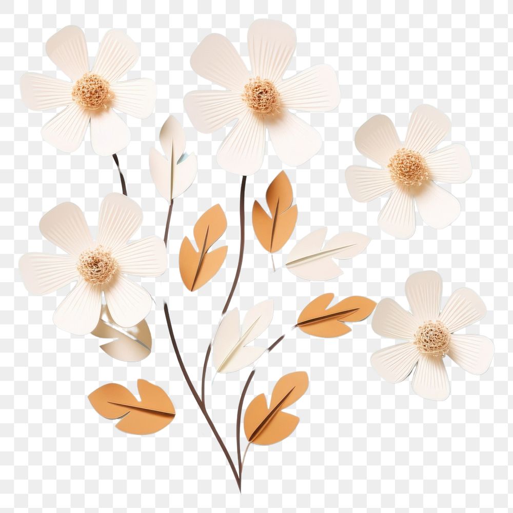 PNG White paper flowers pattern petal plant.