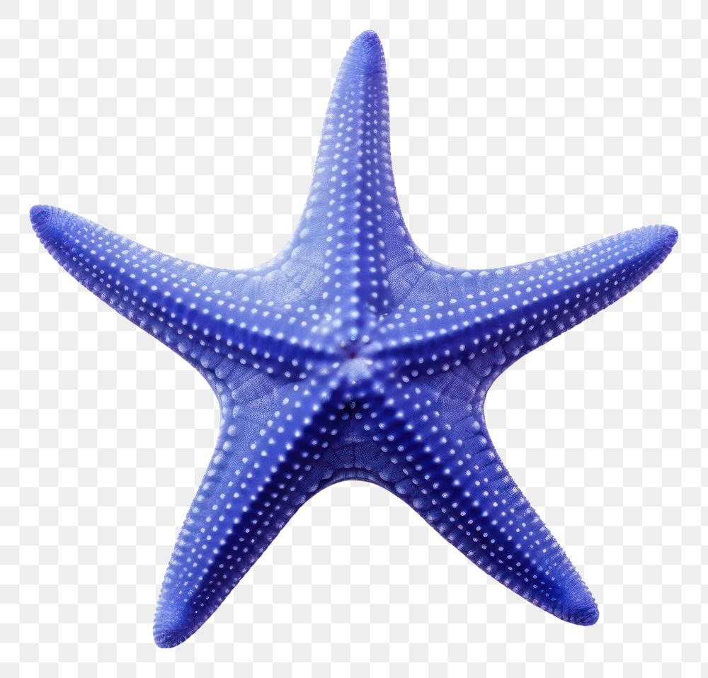 PNG Dark blue starfish white background transportation invertebrate.