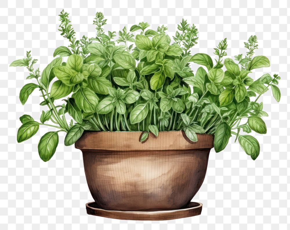 PNG Herb pot herbs plant leaf.