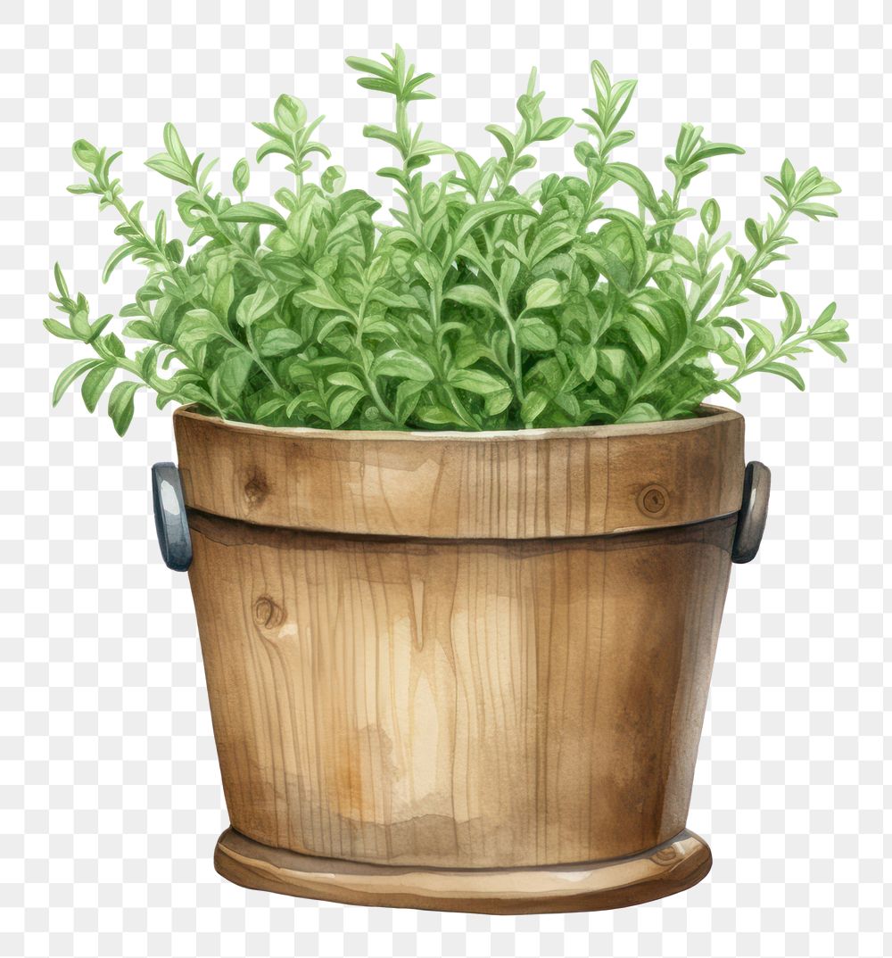 PNG Herb pot herbs plant white background.