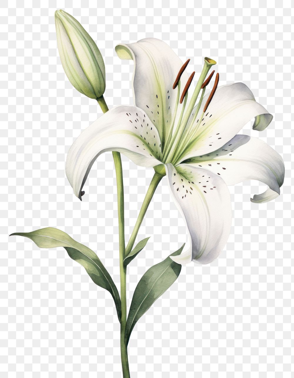 PNG Watercolor lily flower blossom plant white