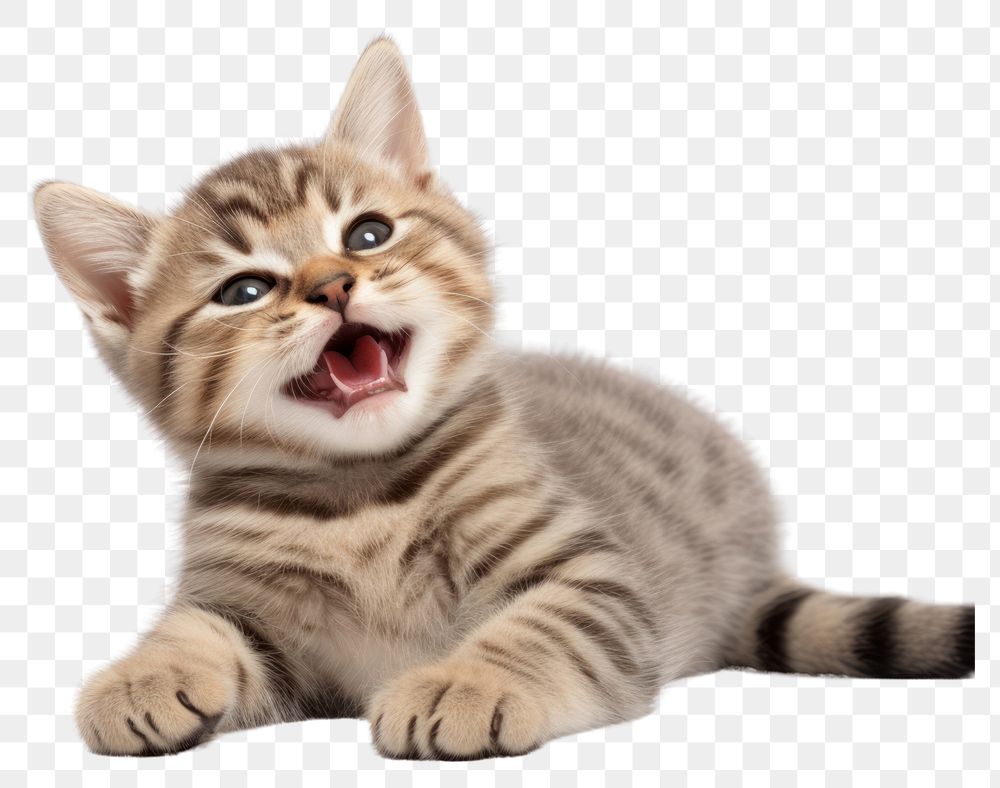 PNG Smiling baby cat mammal | Free PNG - rawpixel