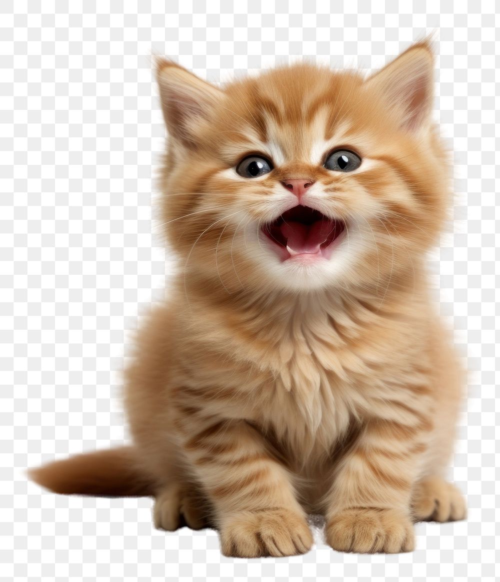 PNG  Smiling baby cat mammal animal kitten