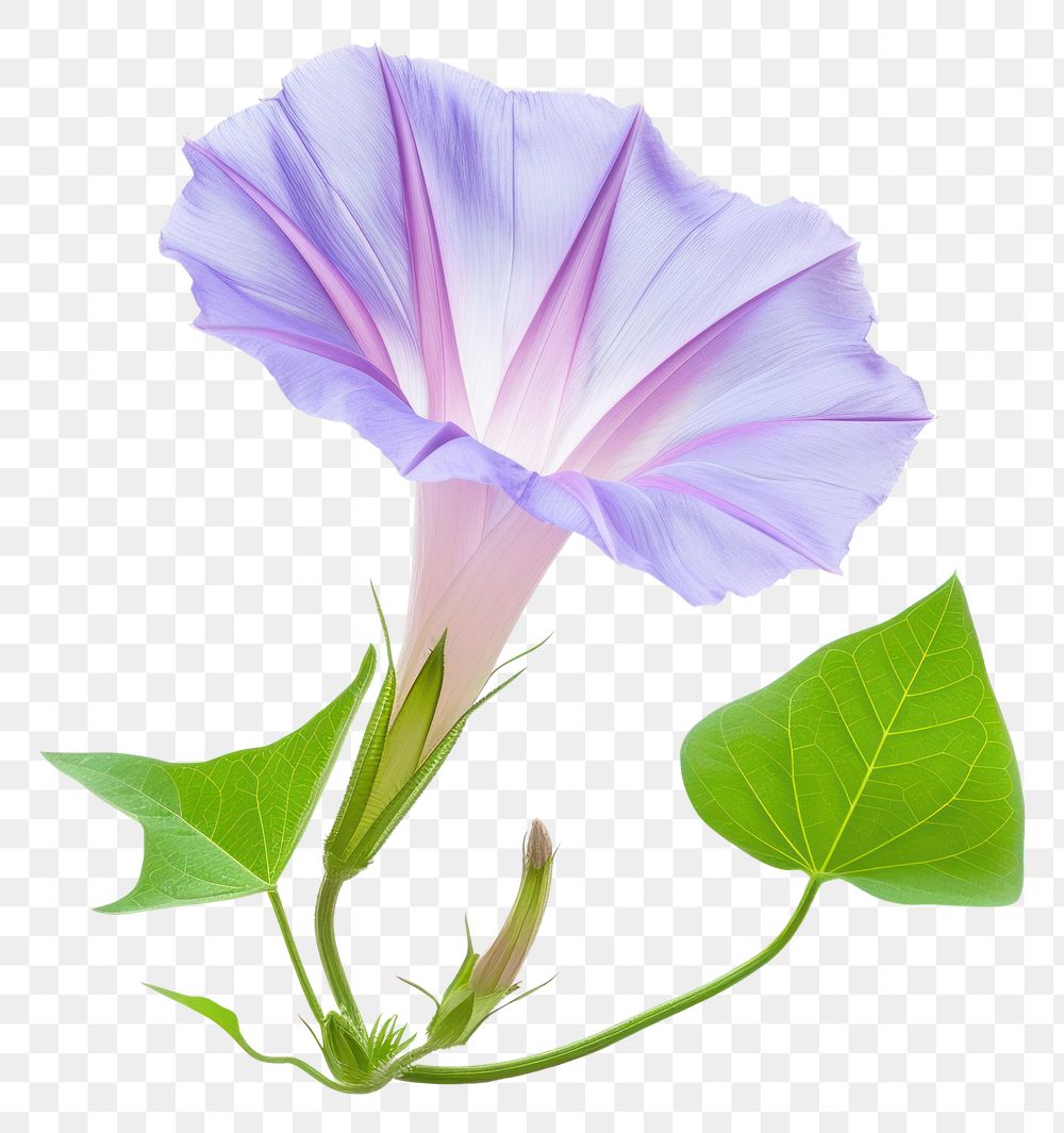 PNG Morning glory boque flower petal plant