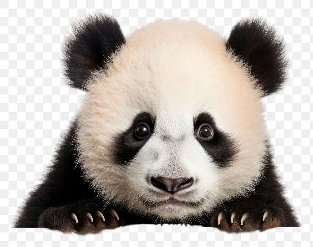 PNG  Peeking panda wildlife animal mammal