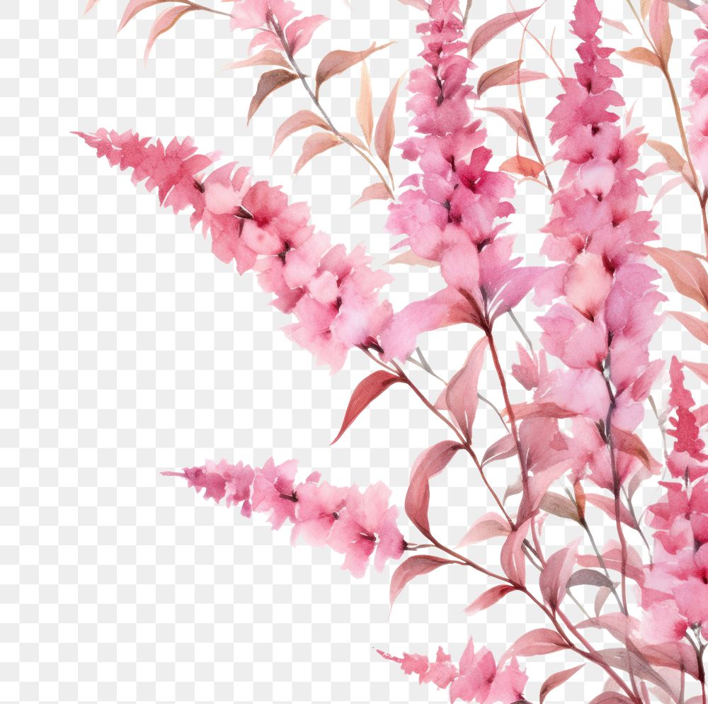 PNG Blossom flower plant springtime.