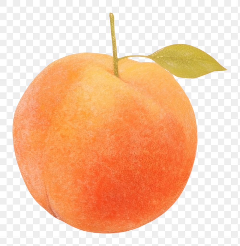PNG Peach painting fruit plant. AI generated Image by rawpixel.
