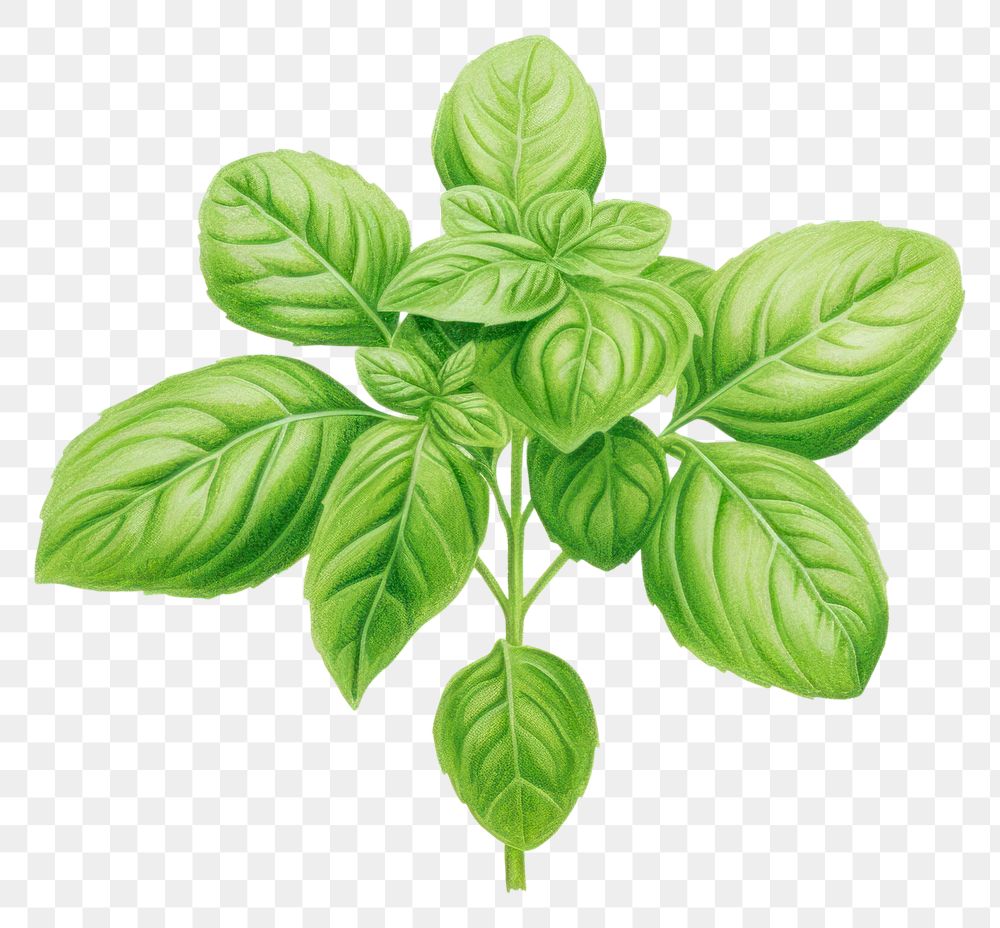 PNG Basil plant herbs leaf.