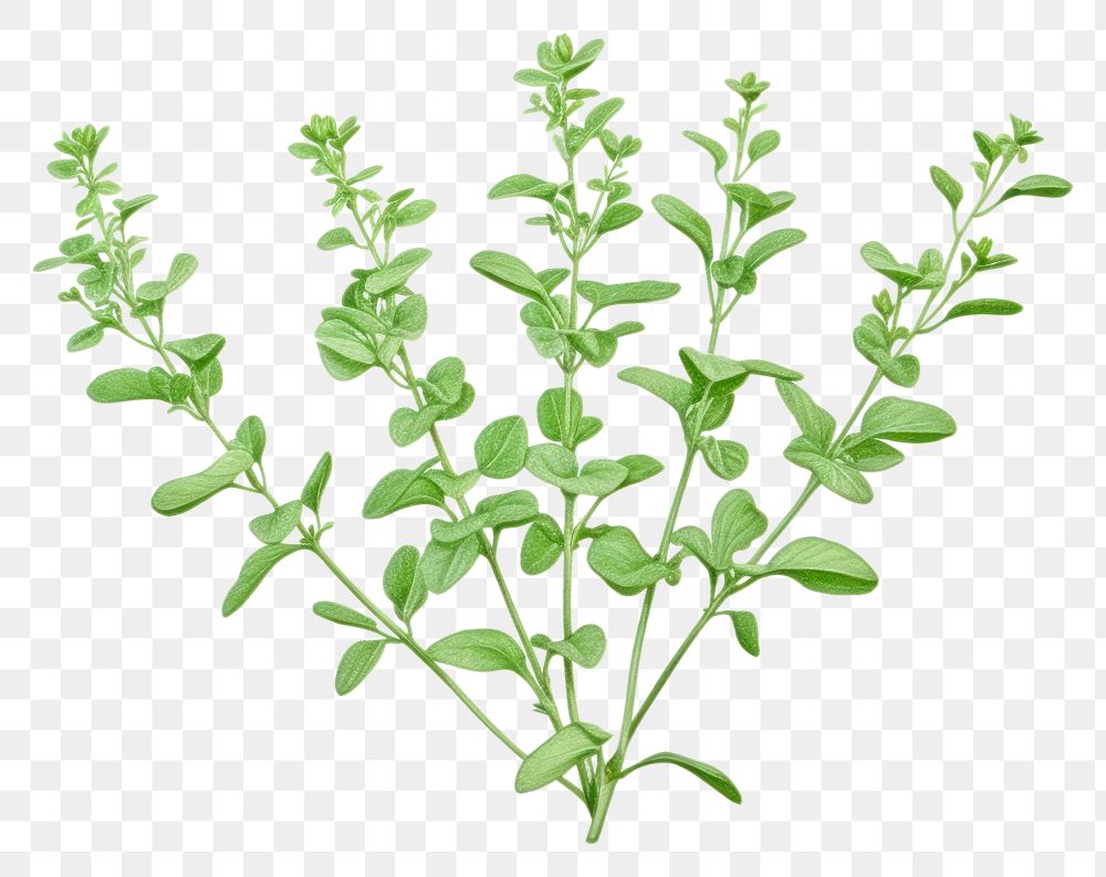 PNG Thyme plant herbs leaf