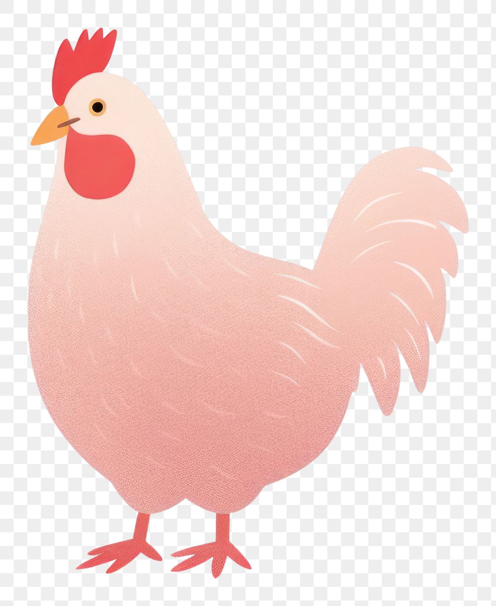 PNG  Chicken poultry animal bird.