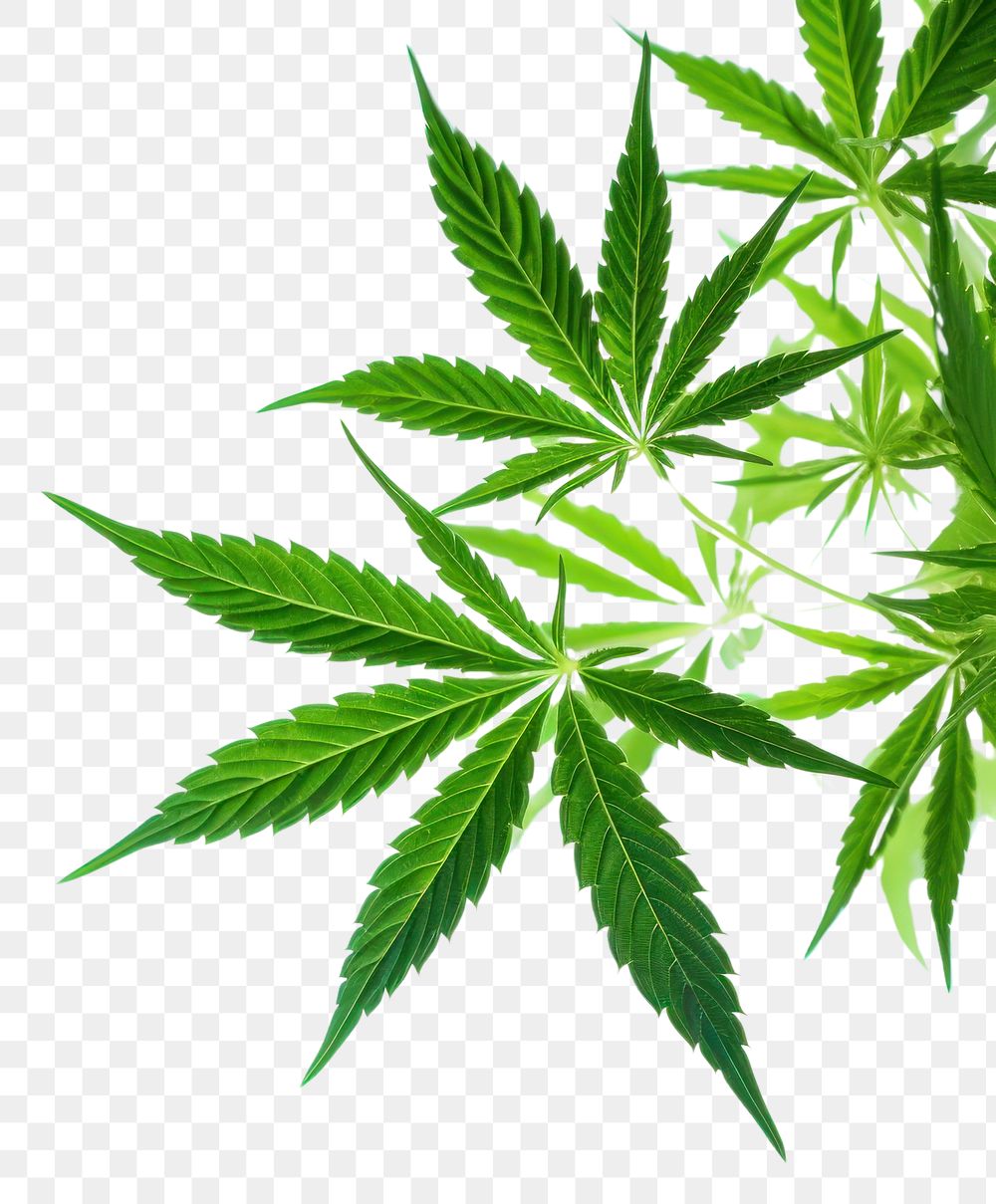 PNG Cannabis backgrounds plant leaf.