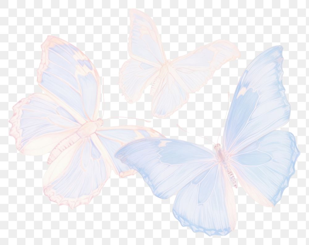 PNG  A one blue butterfly animal sketch white.
