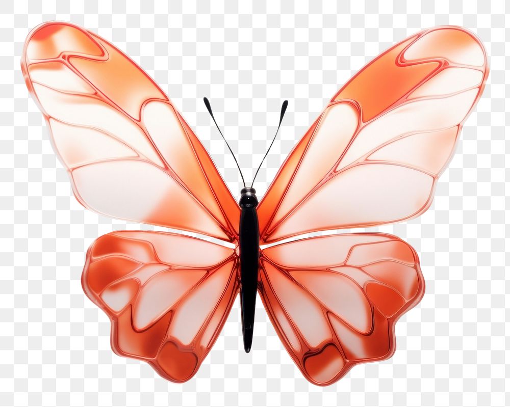 PNG  Butterfly side view animal insect white background.