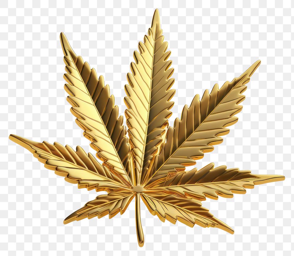 PNG  Cannabis gold plant leaf.