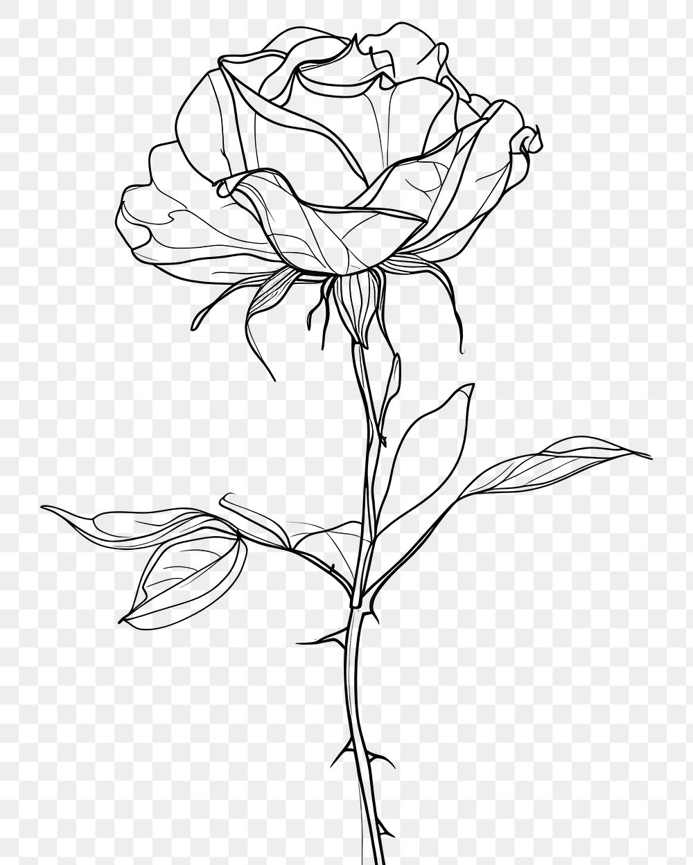 PNG  Continuous line drawing rose flower sketch plant.