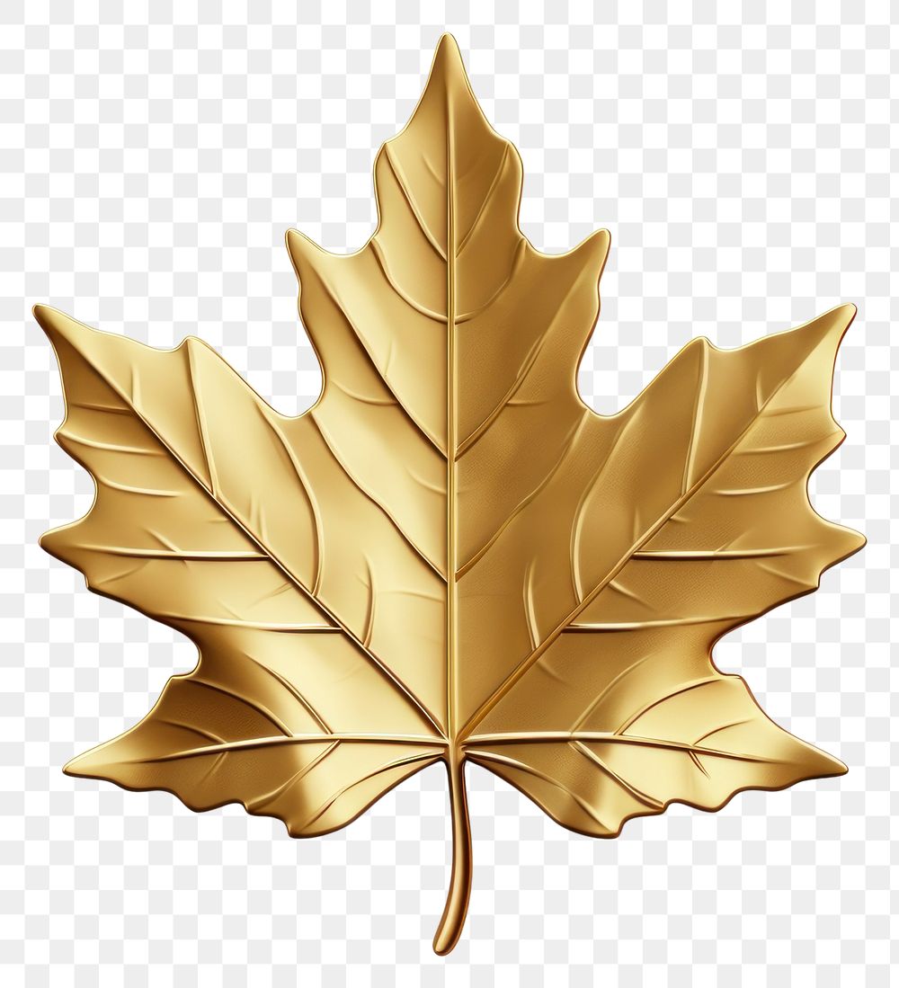 PNG  Maple leaf plant gold tree.