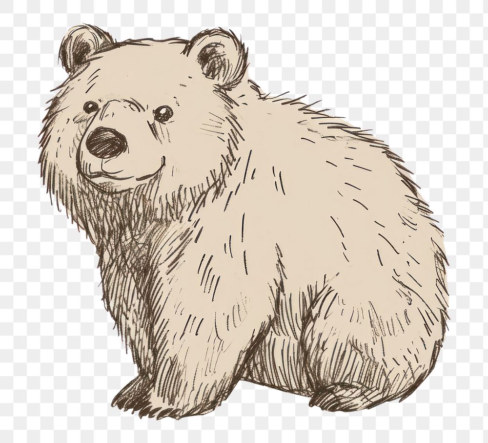 PNG Drawing mammal sketch bear.