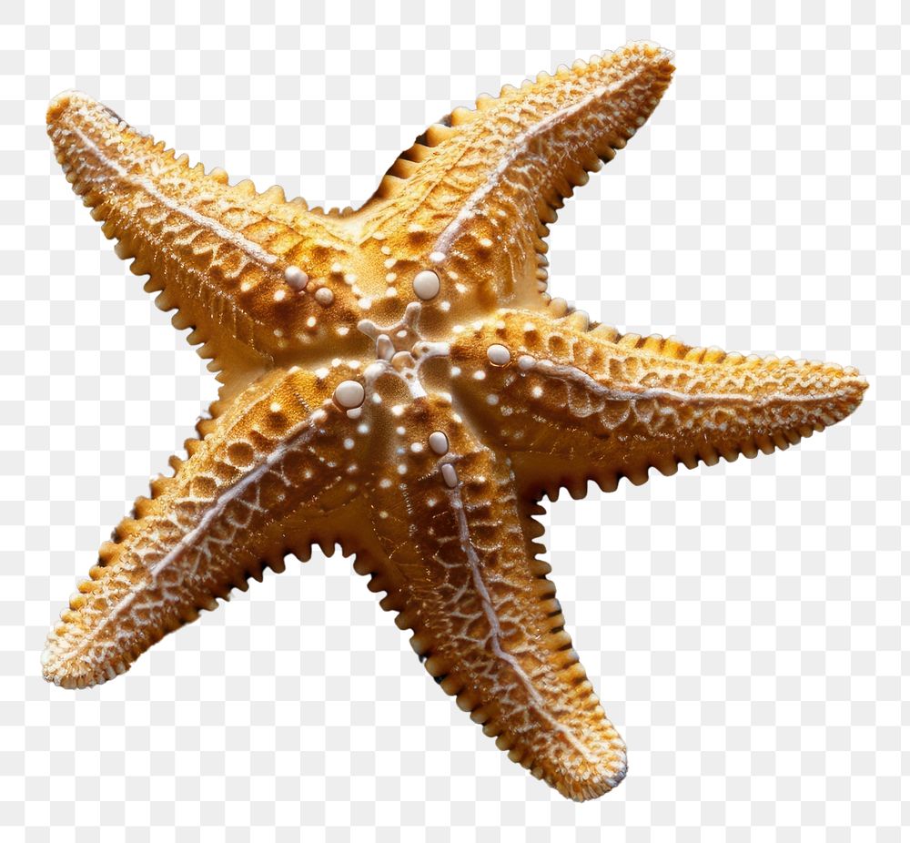PNG Top view underwater photo of starfish on a sand animal outdoors nature.