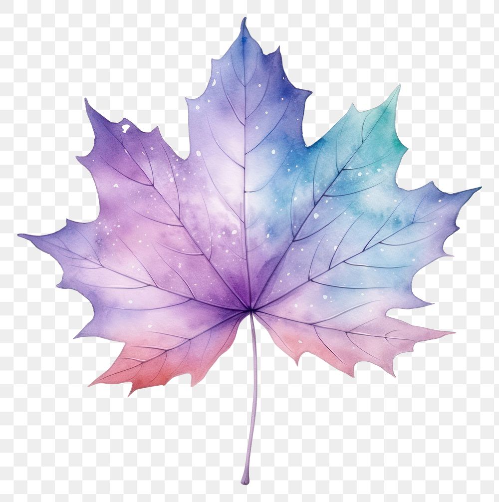 PNG  Mapleleaf in Watercolor style plant tree white background.