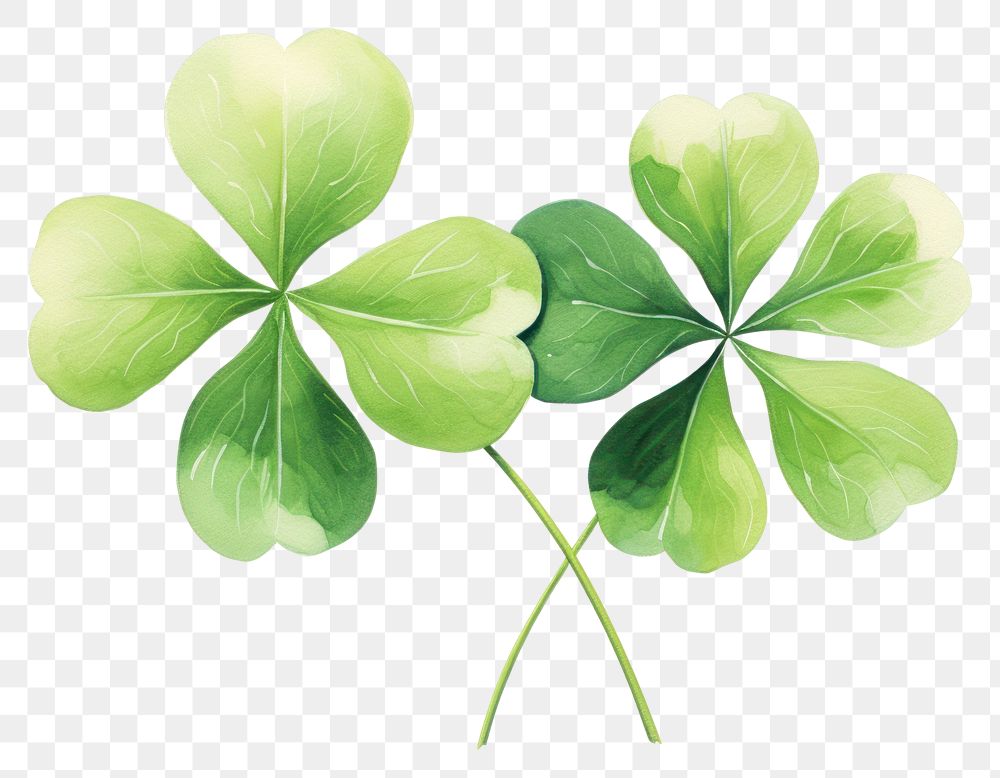 PNG  4 clover leaf plant white background freshness. AI generated Image by rawpixel.