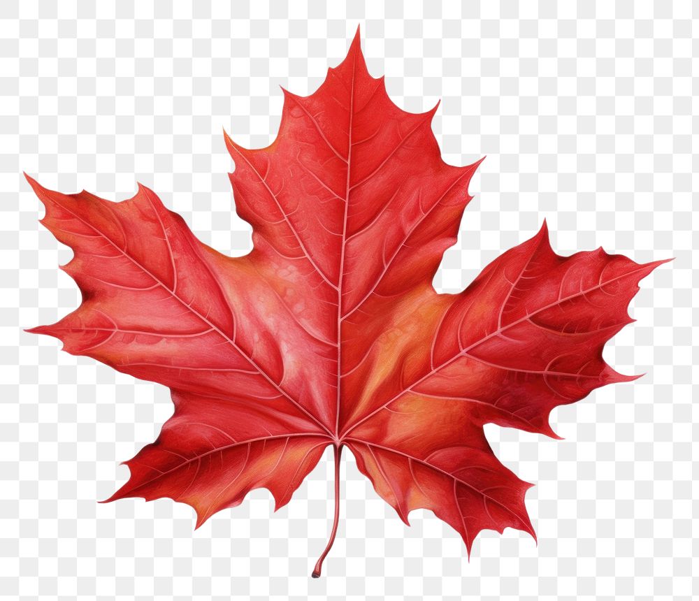 PNG  Maple leaf plant tree white background. AI generated Image by rawpixel.
