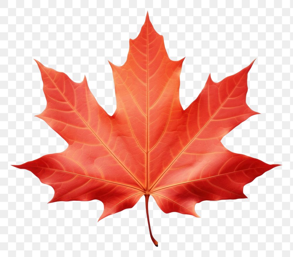 PNG  Maple leaf plant tree fragility. AI generated Image by rawpixel.