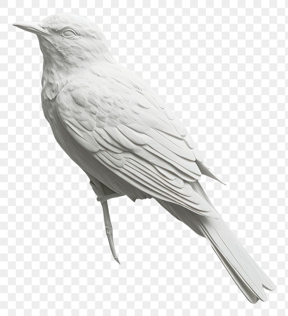 PNG Bird white animal monochrome.