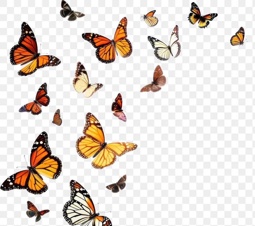 PNG Butterflys flying animal insect white background
