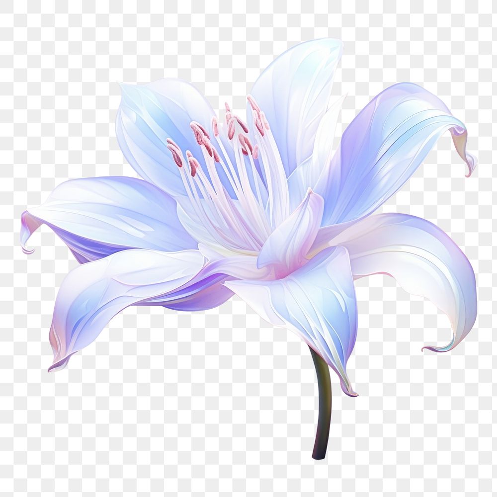 PNG  Lily flower blossom petal plant.