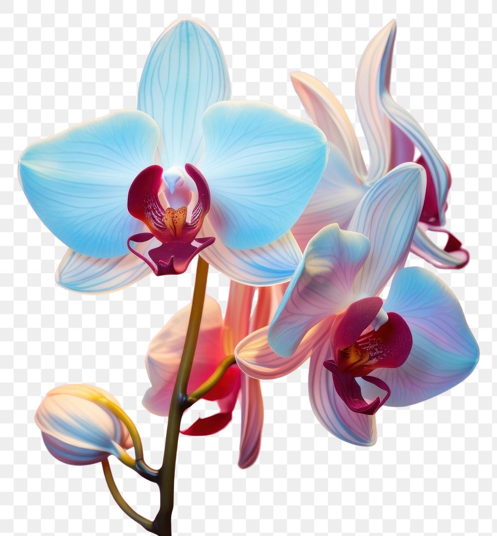 PNG  An orchid blossom flower plant. AI generated Image by rawpixel.
