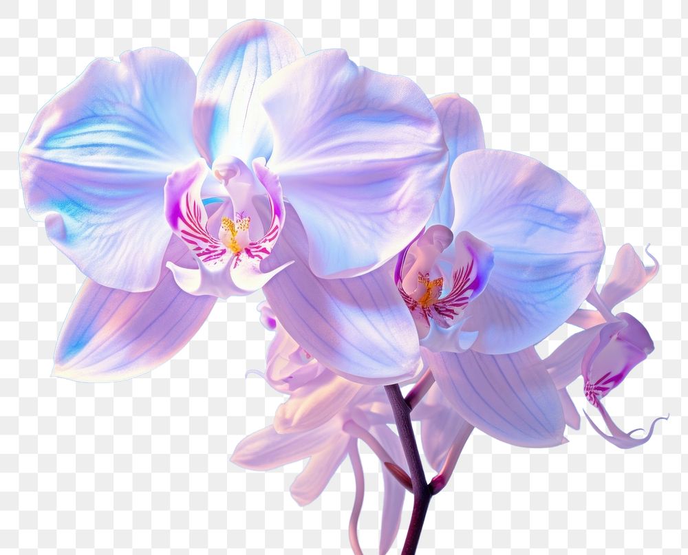 PNG An orchid blossom flower plant. AI generated Image by rawpixel.
