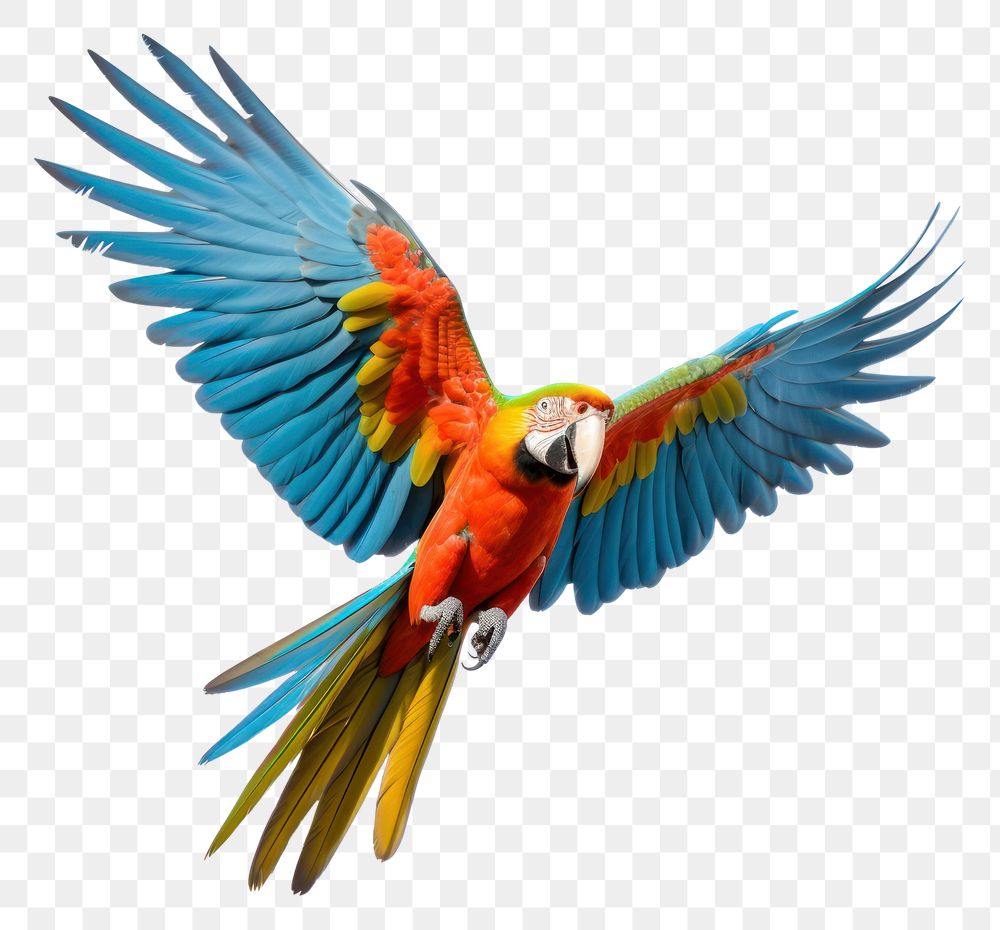 PNG Parrot transparent parrot animal bird.