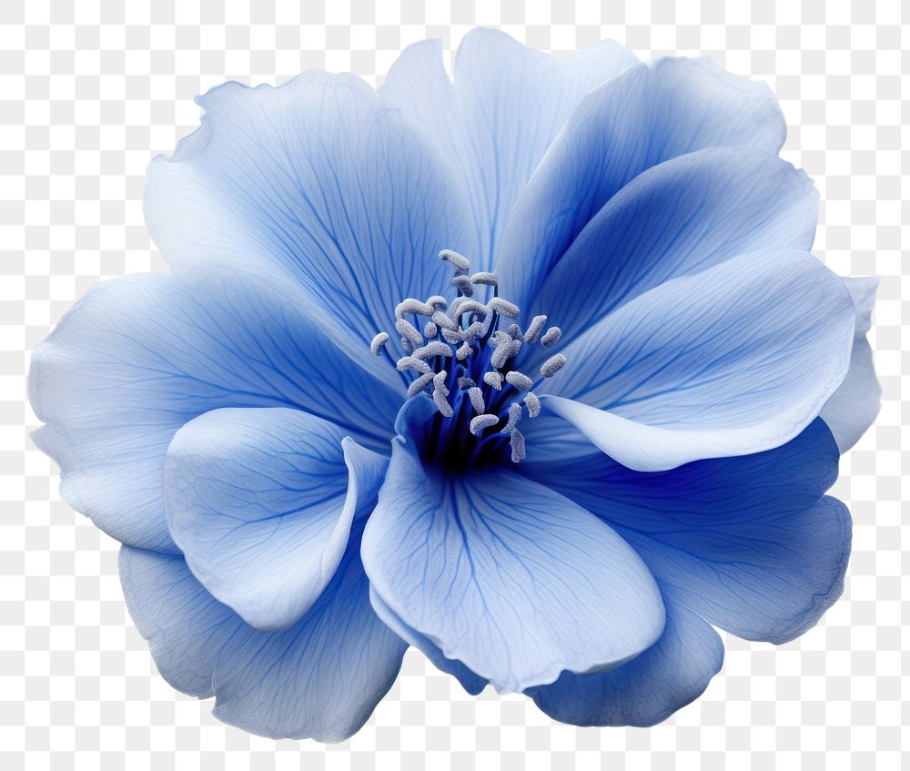 PNG A Blue flower blossom petal plant.