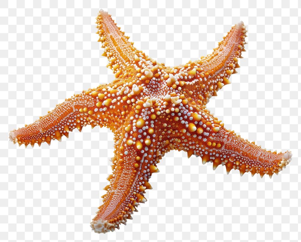 PNG Starfish starfish animal invertebrate.
