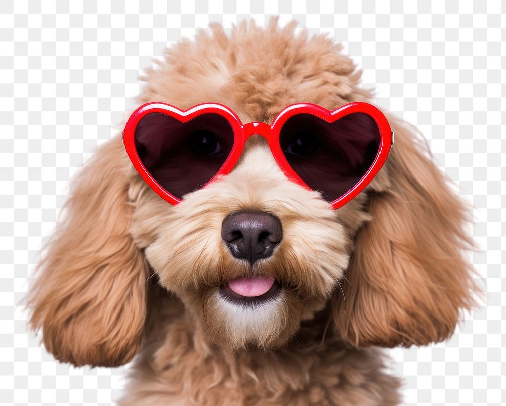 PNG  Dog wearing glasses of red heart shape sunglasses portrait mammal. AI generated Image by rawpixel.