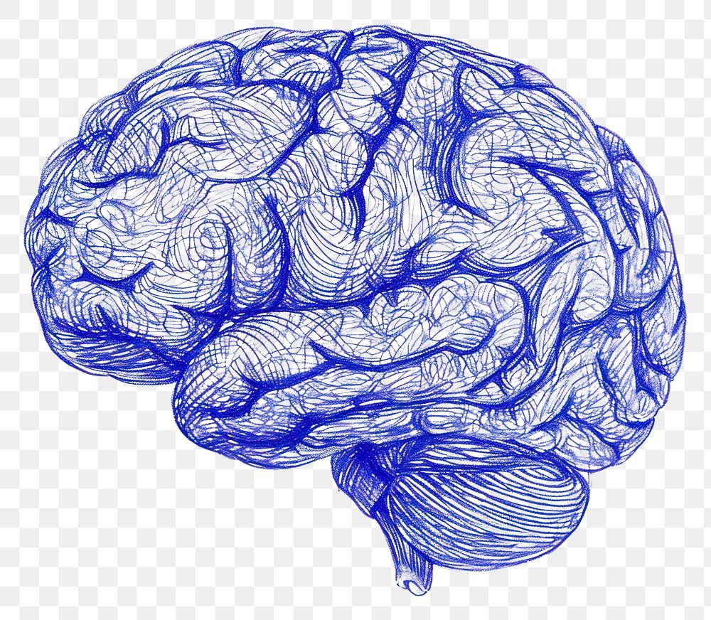 PNG  Drawing brain sketch blue illustrated